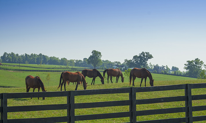 Five brown horses grazing in a bright green field.