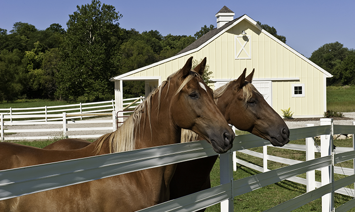 Two horses looking over white fence with barn in the background