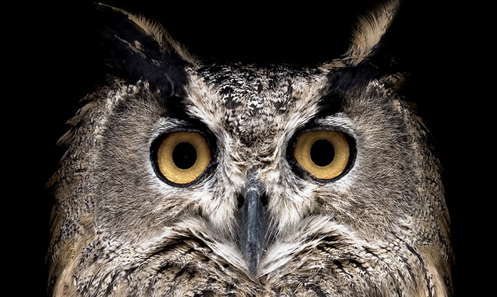 A brown barn owl with gold eyes in front of a black background