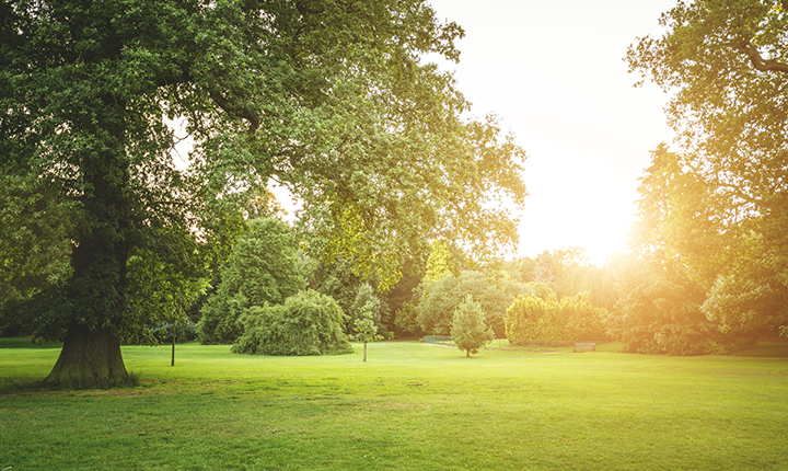 Green field with bright yellow sun shining between trees