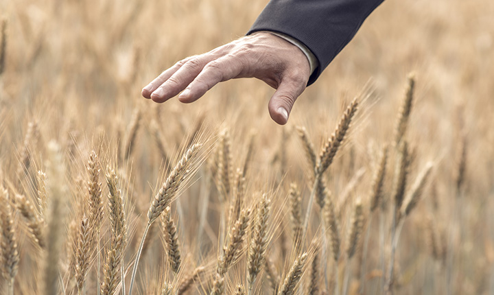 Hand brushing along the tops of wheat in a field