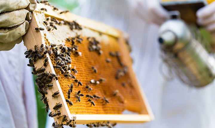 A beekeeper wearing beige gloves holding a tray of honeycombs with bees covering the tray 