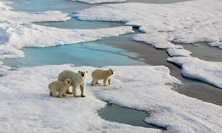 Adult Polar Bear and 2 cubs on an ice flow