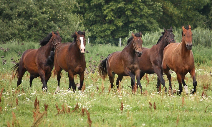 A herd of five horses running through a green field