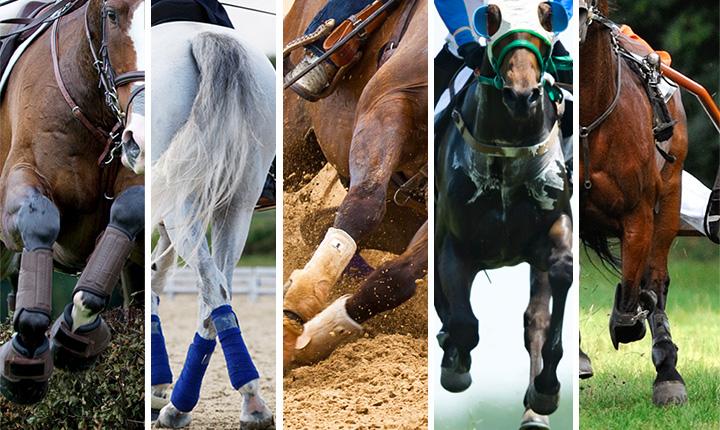 A collage of athletic horse images including eventing, dressage, barrel racing, thoroughbred racing and harness racing