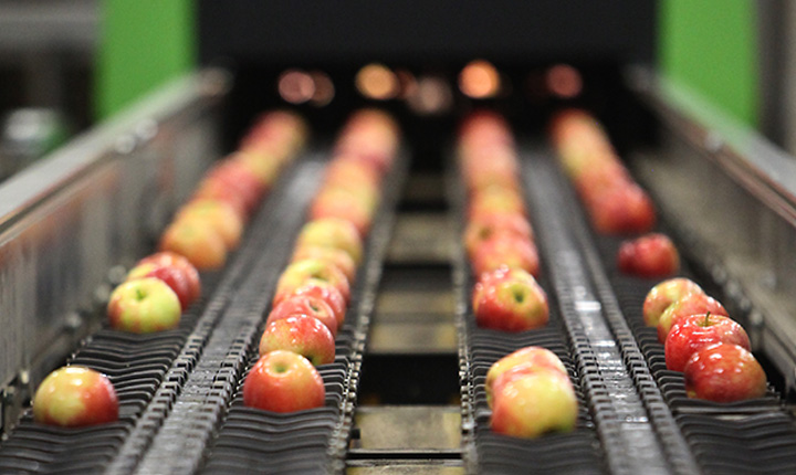 apples in a row on a conveyor belt