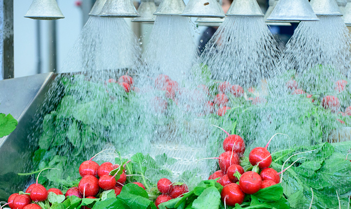 Radishes being cleaned under water sprayers
