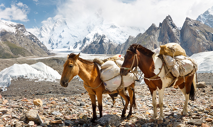 Two horses with loaded packs on their back standing in front of snow-topped mountains