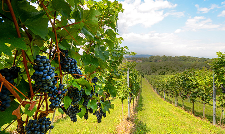 Rows of wine grapes with mountains in the background