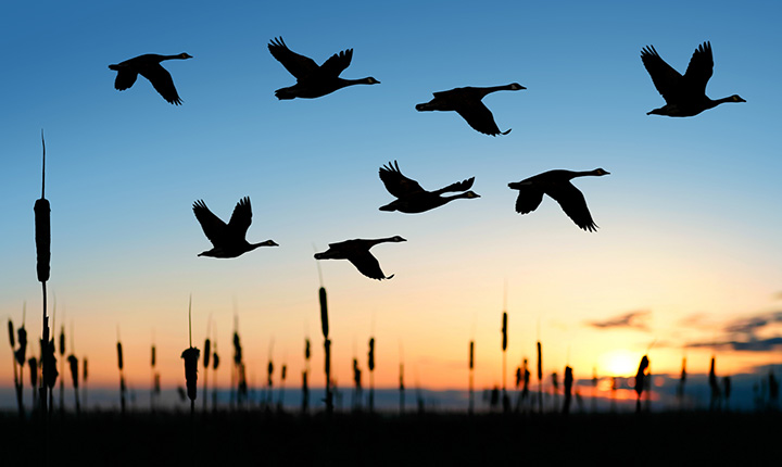 Silhouetted Canada geese flying in front of a sunset