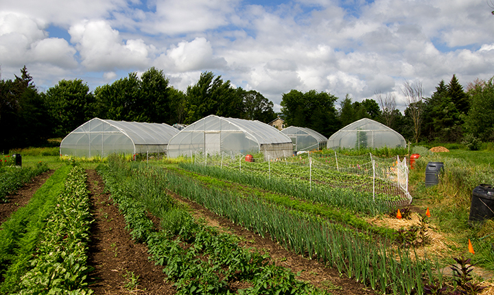 Guelphin yliopiston avoimen oppimisen puutarhaviljely