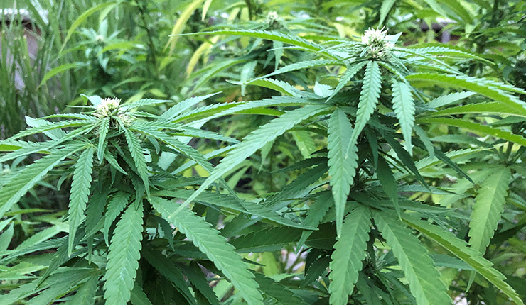 Industria del cannabis con grado de horticultura