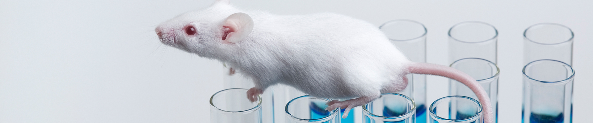 white mouse sitting in glass petri dish