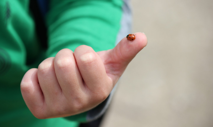 Ladybug on child's thumb